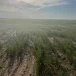 Moisture provides little relief to winter wheat in Kansas