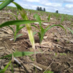 Michigan farmers dodged rain as fieldwork progressed