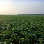 A tale of two crops for farmers in Kansas, Missouri