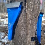 Maple syrup production up this year