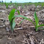 Michigan crops holding on