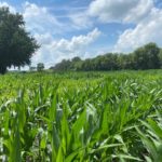 Wisconsin farmer pleased with crop progress so far