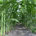 ASTA CEO says Mexican ban on biotech corn violates USMCA