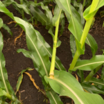 Iowa agronomist describes crops as uneven