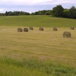 Hay sales limited by availability and transportation costs