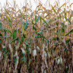 Wisconsin farmer says crops very good, but no new records