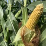 Minnesota corn agronomist concerned about aborted kernels