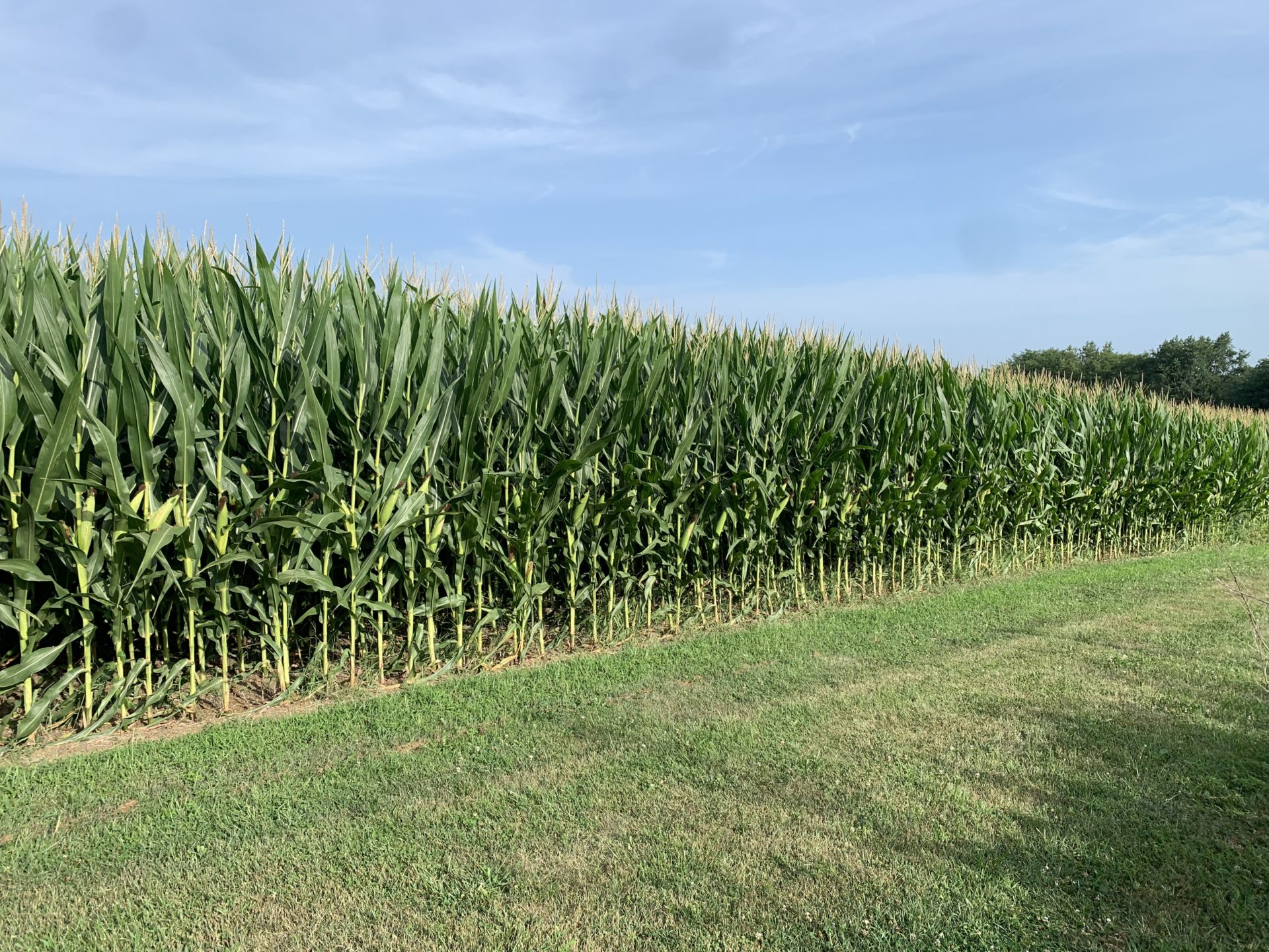 Dryness causes challenges for southern Iowa growers – Brownfield Ag News