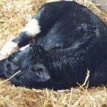 MSU calf study shows value of transition milk
