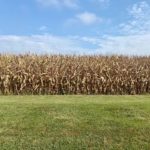 Soybean, sorghum harvest starts in Kansas