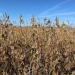 Specialty soybeans can enhance profitability