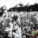 Soybean and cotton harvest kick off in Missouri