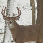 Late season deer hunting patterns