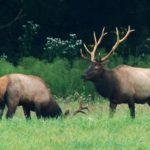 Elk sightings on the rise in Iowa