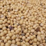 New oilseed crush plant project will break ground next week