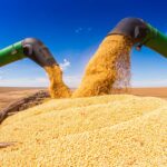 Two percent of corn harvest in Nebraska