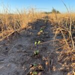 Warm-up needed for Bootheel crops