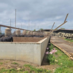 Illinois farm loses monoslope barn in wind storm, grateful for help rehoming cattle