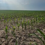 Wisconsin crops need rain after a good start
