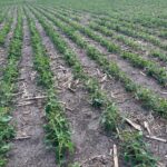 Expert says soybeans need consistent rains until harvest