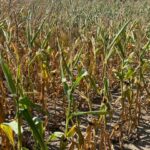 Extreme heat taking toll on Iowa crops