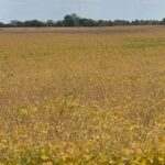 Nebraska farmer expects an average harvest