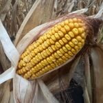 Southeast Iowa farmer days away from harvesting